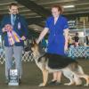 Ch Ark's Nowelle v Tripphill going Best of Breed at 1yr of age 