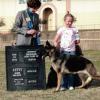 Ashley and "Jewels" taking the Nvice Bitch class under the noted Germans Shepherd judge Jamie Walker