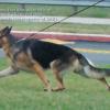 Norberg's Baron "Bear" demonstrating the flying trot"
used by Germans Shepherd Dogs to tend sheep along the roadside in Germany. 