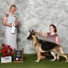 ScharoArk's How Do You Like Me Now (aka "Sunny") - 4th place 12-15mo bitch at the 2017 German Shepherd National- thank you Nikki for your wonderful presentation!