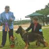 G Ch Tripphill's ScahroArk DeJa vu Logan  (Logan_ going Best of Breed under noted judge Butch Stiefferman 4/18, Austin Texas